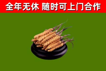 五指市烟酒回收冬虫夏草.jpg